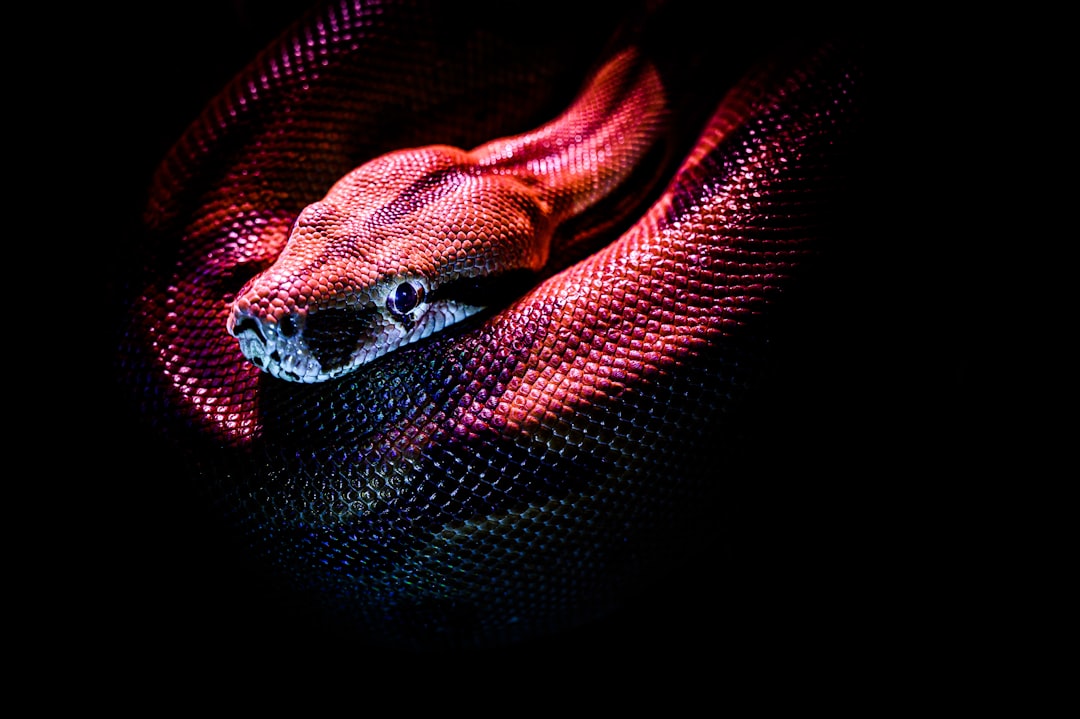 The year of the snake