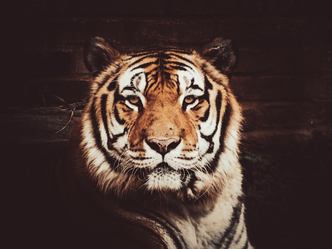 The Year of the Tiger