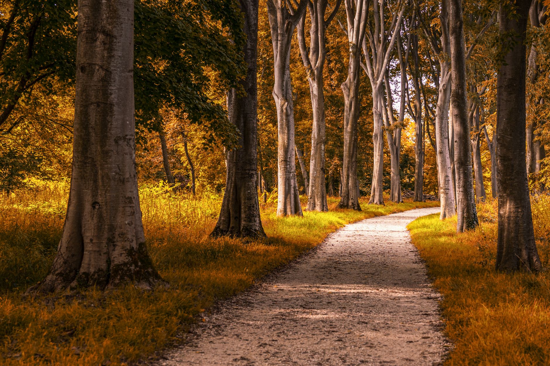 Peaceful forest path surrounded by tall trees in vibrant autumn colors on a sunny day.