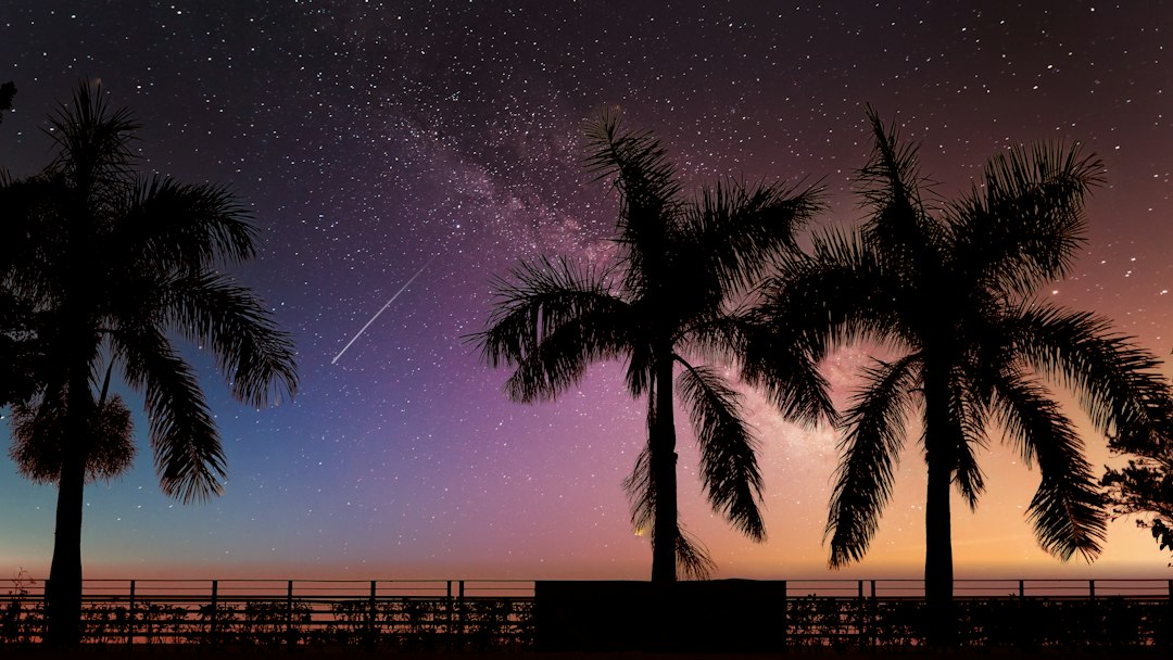 a night sky with palm trees and a shooting star