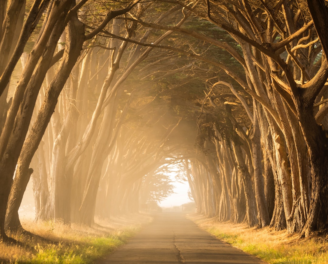 Tree tunnel