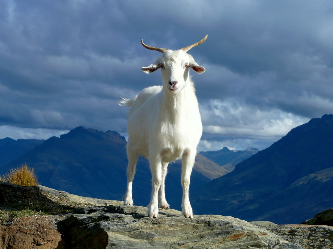 The year of the Goat