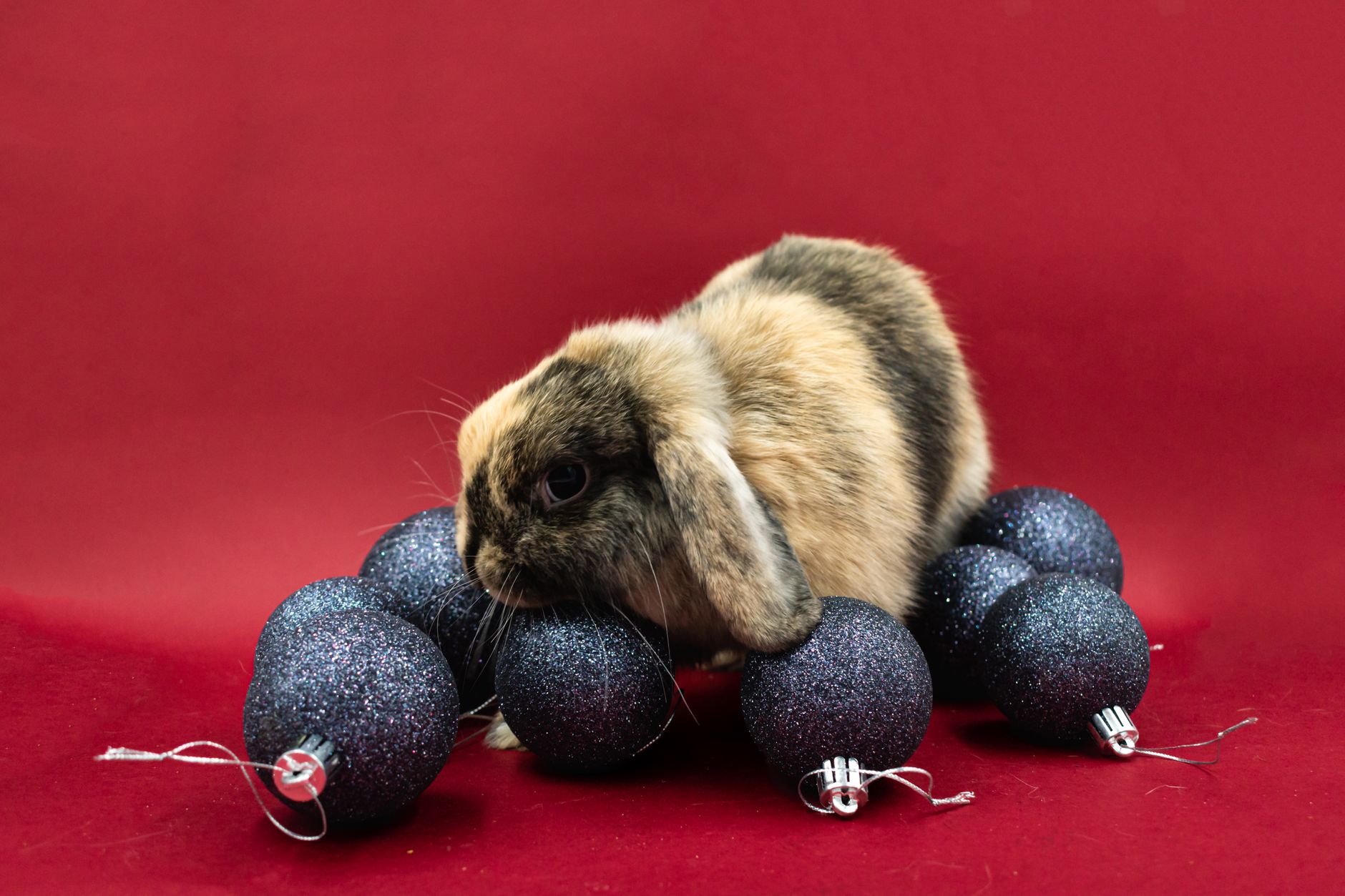 Year of the Rabbit