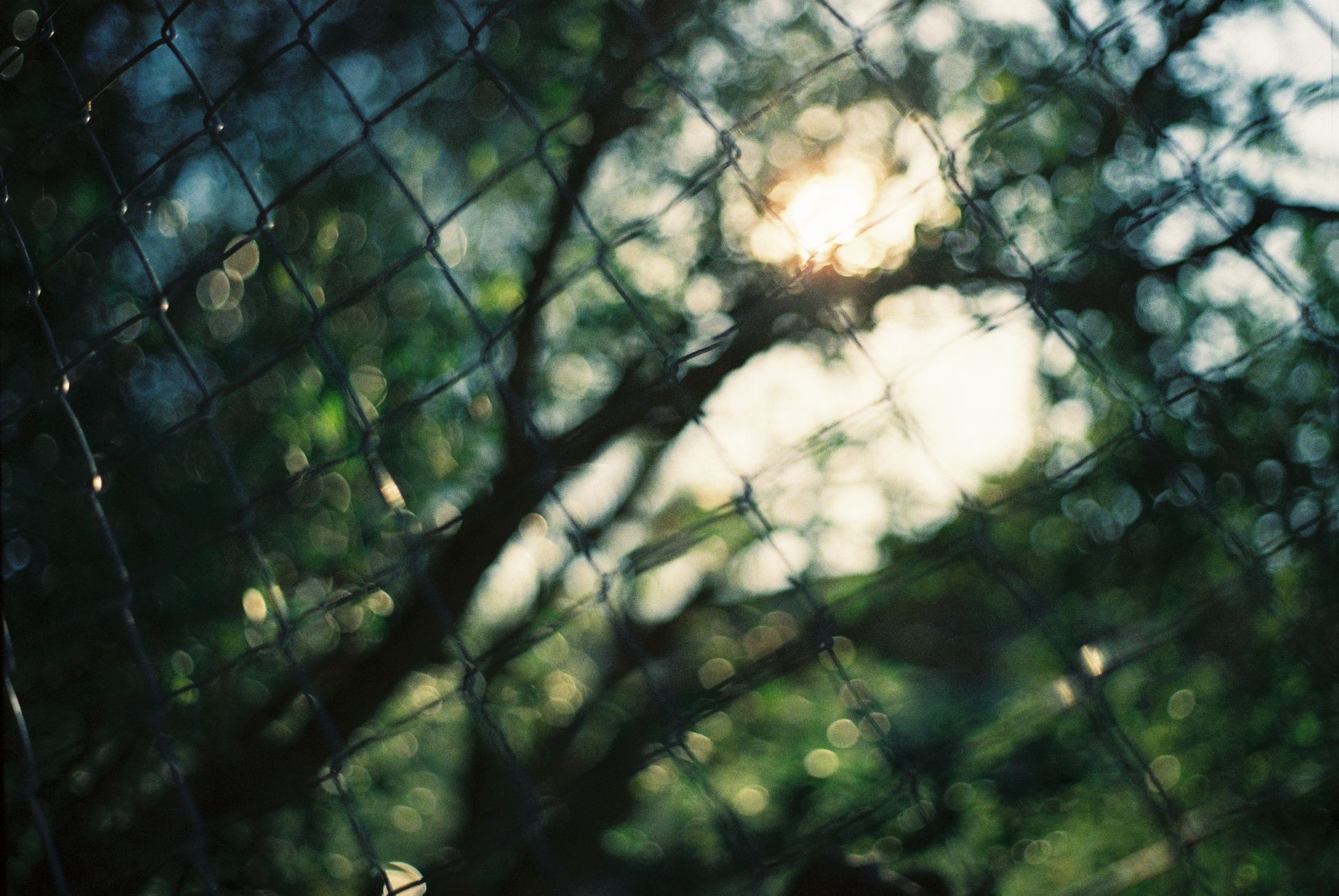 Abstract image featuring a blurred view through a chain link fence with sunlight and green foliage.