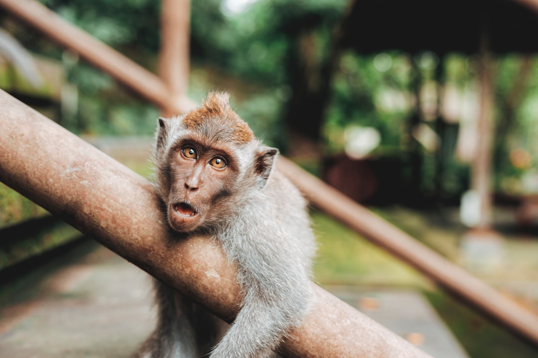 Year of the Monkey