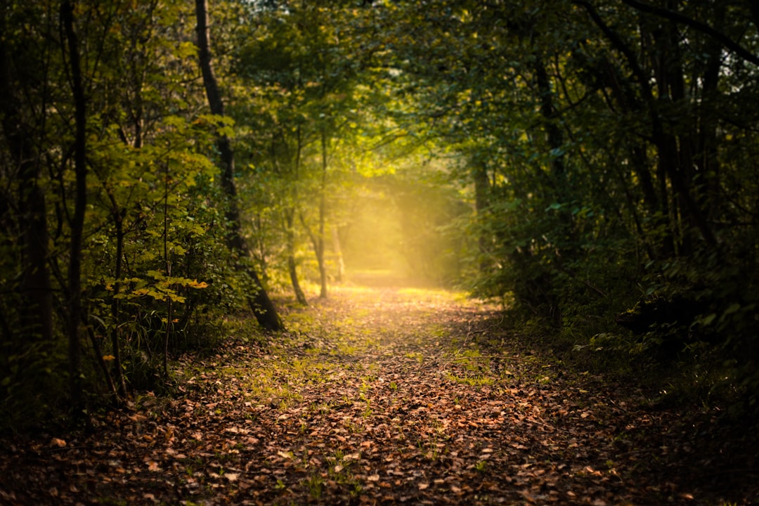 Mystic Autumn